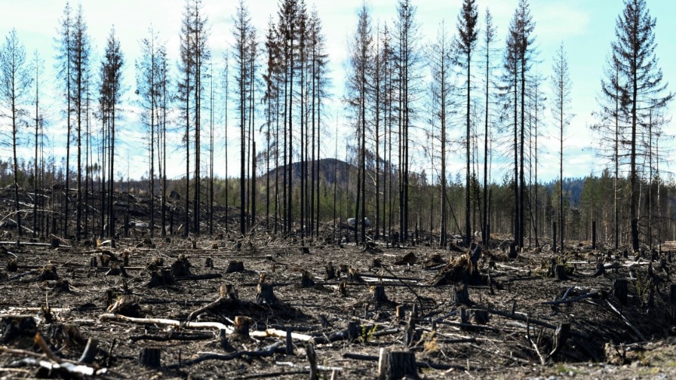 Resultatet av en av de stora skogsbränderna som rasade 2018. Bilden är från Härjedalen. Arkivbild