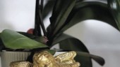 Orkidéen - stilig julblomma