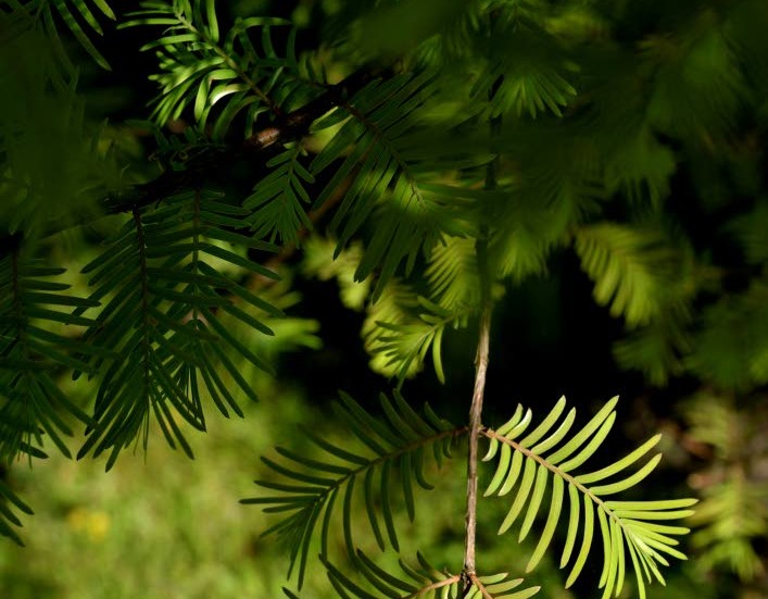 Kinesisk sekvoja är ett i Sverige ovanligt barrträd som fäller sina mjuka barr på vinterhalvåret.
