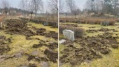 Kraftig vildsvinsattack på kyrkogård vid Gryts kyrka