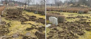 Kraftig vildsvinsattack på kyrkogård i grannkommunen