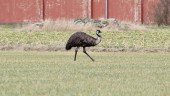 Den förrymda emun har skjutits: "Hör inte hemma här"