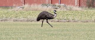 Den förrymda emun har skjutits: "Hör inte hemma här"