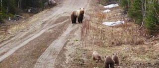 Mötte björnfamilj nära husknuten