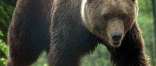 Björn jagade älg på Rutviks golfbana