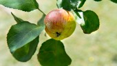 Rönnbärsmal hotar skånska äpplen