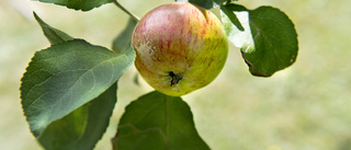 Rönnbärsmal hotar skånska äpplen