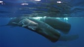 Fler valar i italienska vatten under pandemin
