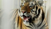 Djurskötare dödad av tiger på zoo i Zürich