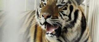 Djurskötare dödad av tiger på zoo i Zürich