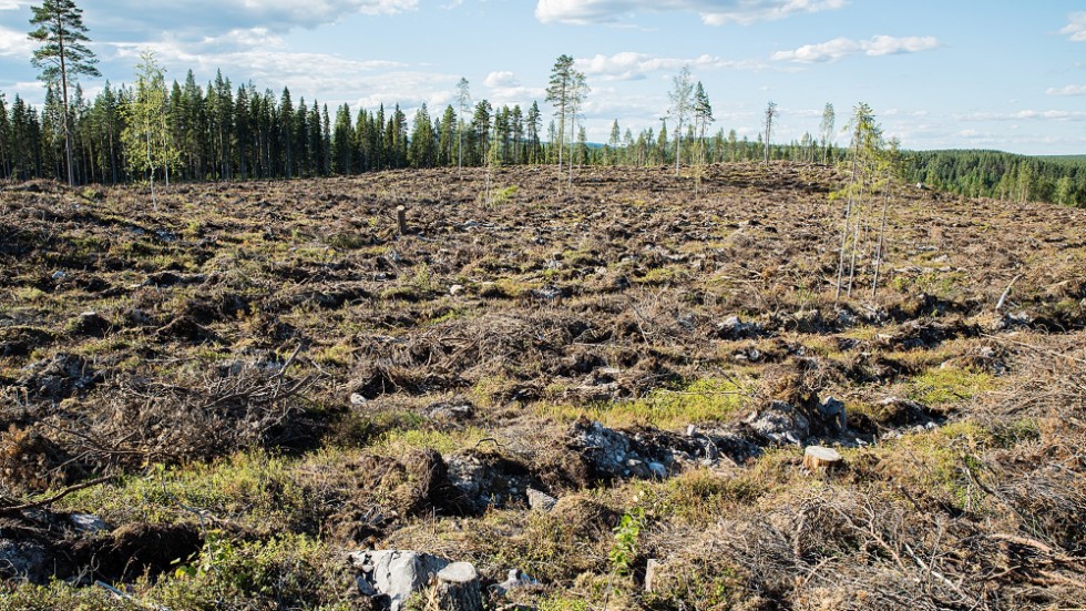 Skribenten menar att politikerna bör skydda de sista spillror av gammelskog vi har kvar.