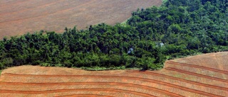 Avskogningen av Amazonas ökar