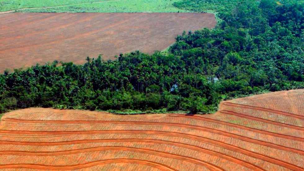Regnskog har avverkats för att ge plats åt odling av sojabönor, i den här bilden tagen i Novo Progreso i Brasilien 2004.