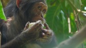 Schimpansunge ger hopp för hotad apgrupp