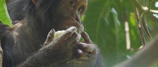 Schimpansunge ger hopp för hotad apgrupp