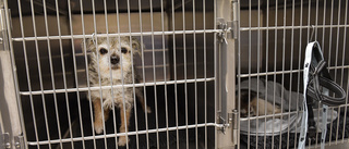 Vanskötta hundar omhändertogs – ägaren får tillbaka dem