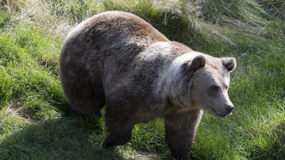 I skottögonblicket trodde en jägare i Hudiksvall att björnen var en älg. Arkivbild.