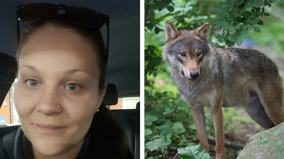 "Vi fattade inte först, vi hann inte riktigt reagera" säger Emilie Alkochar som körde på en varg på en väg i närheten av Mjöshult i måndags kväll.