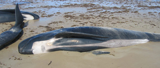 Hundratals valar fast på australisk strand