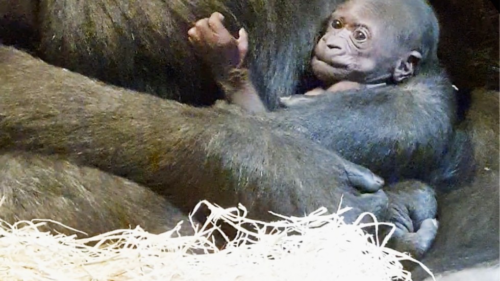 Gorillaungen är den tredje gorillan som fötts i Sverige.