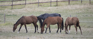 Fyra hästar döda efter virusutbrott