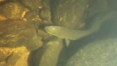 Sällsynt ål fångad på film i Skellefteälven: "Ingen av oss har sett en ål sådär förut"