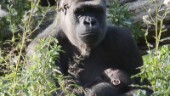 VIDEO: Se den lilla gorillaungen med sin mamma