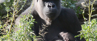 VIDEO: Se den lilla gorillaungen med sin mamma