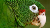 Svärande papegojor göms undan på djurpark