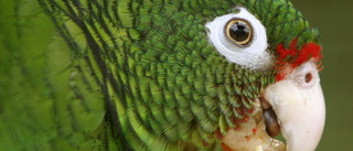 Svärande papegojor göms undan på djurpark