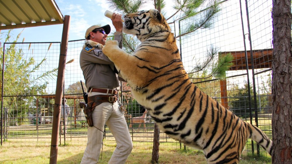 Det zoo som är skådeplats för Netflixserien "Tiger king" stängs. Arkivbild.