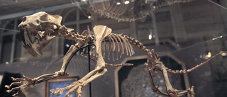 Skelett från sabeltandad tiger under klubban