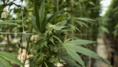 Nybliven pensionär började odla cannabis i trädgården