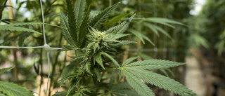 Nybliven pensionär började odla cannabis i trädgården