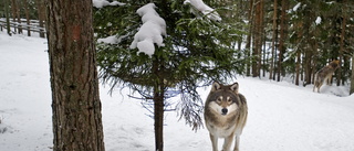 Varg sedd vid Orrbyn: "Så här stor är inte en hund"