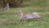 Smittsamt virus dödar Nyköpings vilda kaniner – djurägare varnas