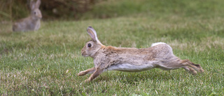 Smittsamt virus dödar Nyköpings vilda kaniner – djurägare varnas