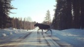 Kraftig ökning av viltolyckor i Skellefteå kommun – polisens uppgivna ord: "Det är de värsta veckorna någonsin"