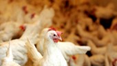 Fågelinfluensa i Mönsterås – höns slaktas