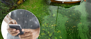 App varnar för algblomning: "Efterfrågan finns"