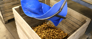 Nya sorteringen ger 200 ton mer potatis 