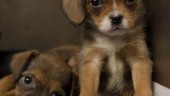 25 hundvalpar avlivade efter smugglingsförsök