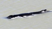 Valar svängde fel – fast i flod med krokodiler