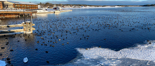 Nu samlas sjöfåglar i tusental – här kan du se dem 