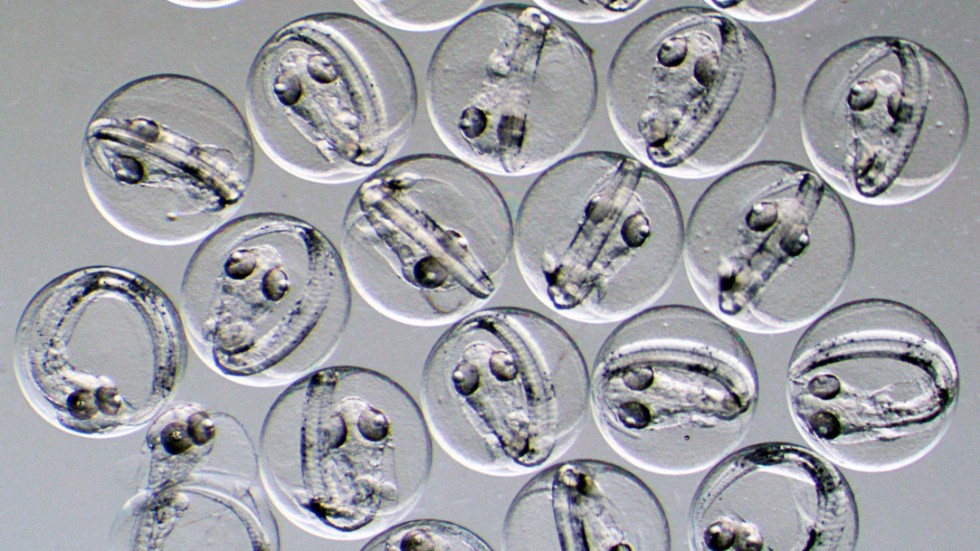 Torskägg sedda med hjälp av mikroskop. Arkivbild.