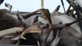 Ilskan: Snabba bilister körde över påkörd hjort – inte många sänkte farten · "Bara skinn och köttslamsor kvar"