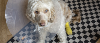 Hund dog efter feldosering – nu prickas veterinären: ”Ytterst beklagligt”
