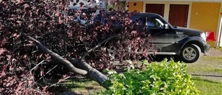 Träd i parken föll över bil