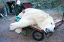 Tungt avsked när isbjörnarna lämnade Kolmården