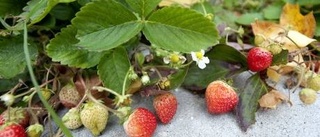 Ove plockar fortfarande jordgubbar varenda dag
